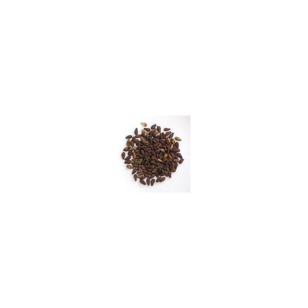 Shivlingi Seeds (Beej) - Bryonia laciniosa