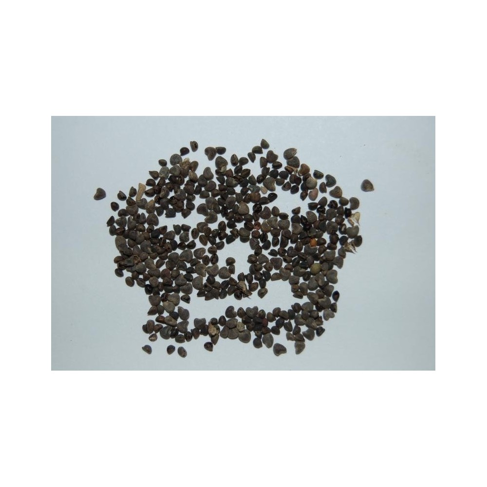 Beejband Seeds (Black)