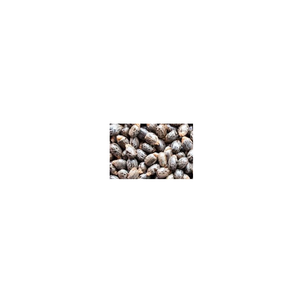 Castor Seeds – Arandi Seeds