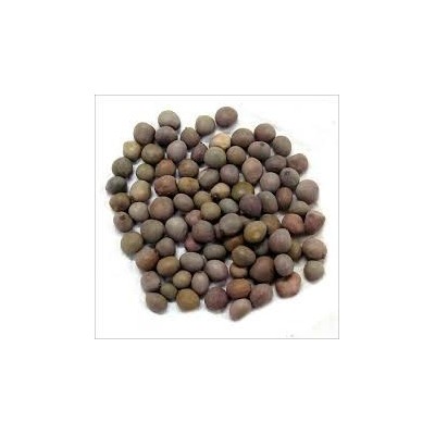 Kat Karanja seeds – Karanjwa – Sagargota – Caesalpinia Bonducella