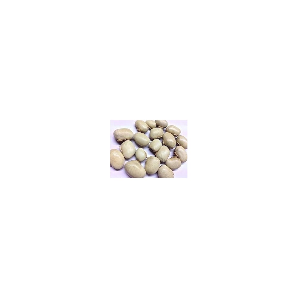 Kaunch Seeds – Kaunch Beej – Mucuna Pruriens (White)